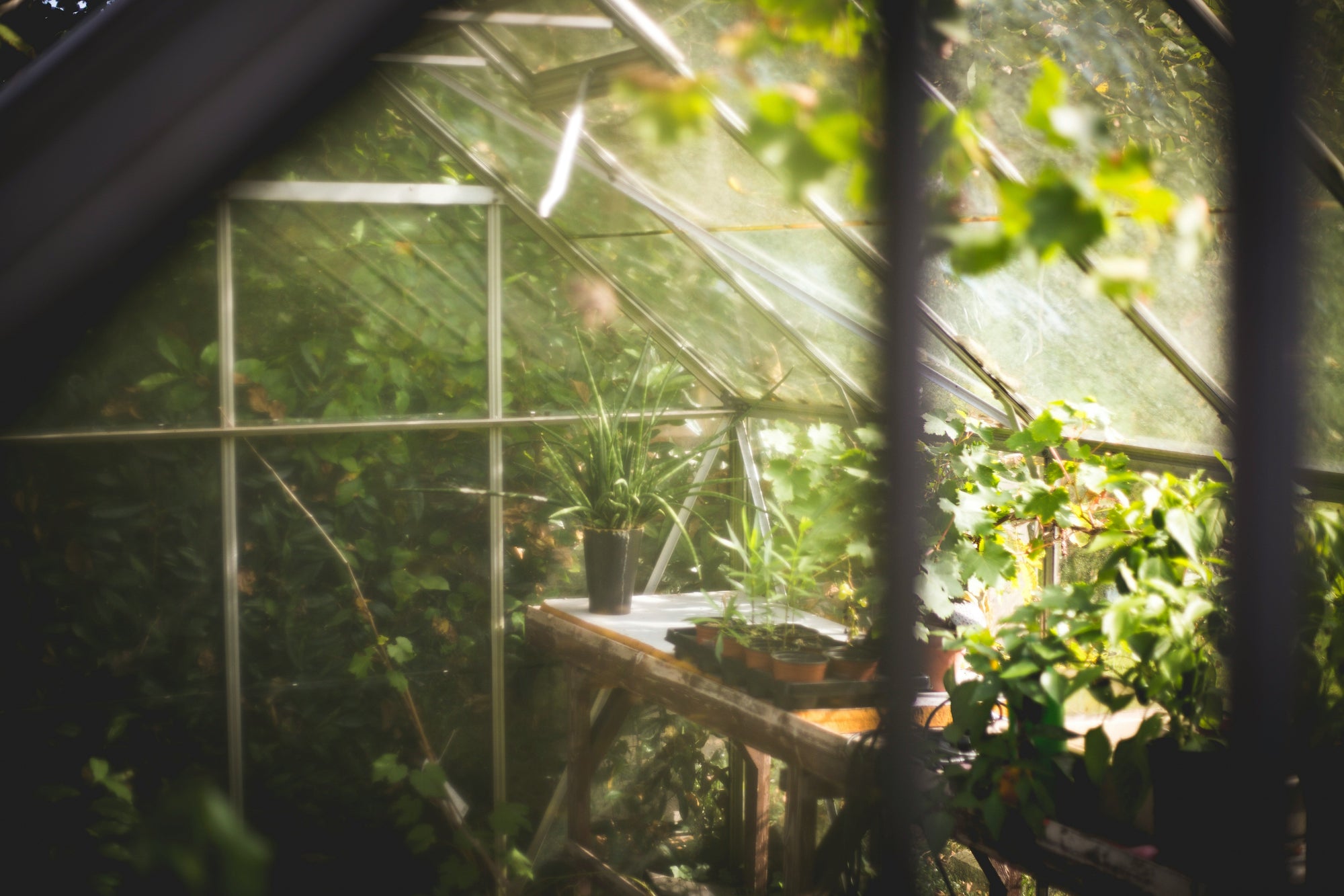 Prepping Your Greenhouse and Garden for the Growing Season: March Tips and Tricks